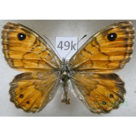 Lasiommata paramegaera (Hübner, 1824) male France49k